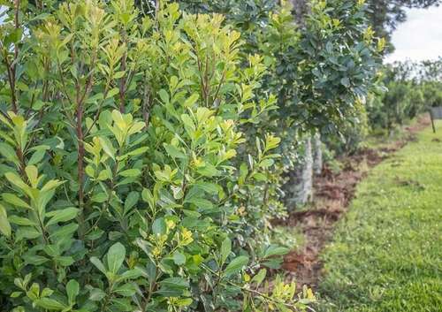 Desvendando os Mitos: O Que Realmente Muda no Sabor - inspiração 1