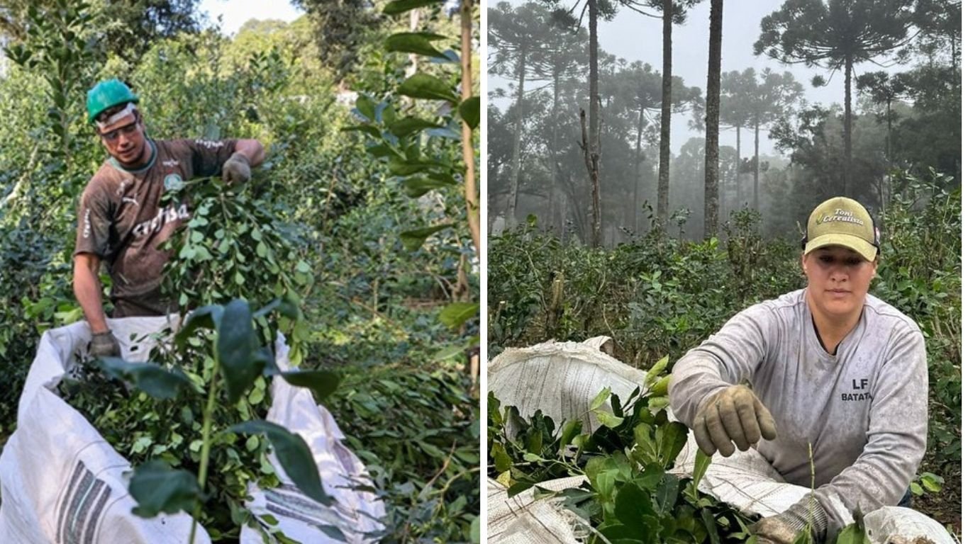 Desvendando os Mitos: O Que Realmente Muda no Sabor - inspiração 2