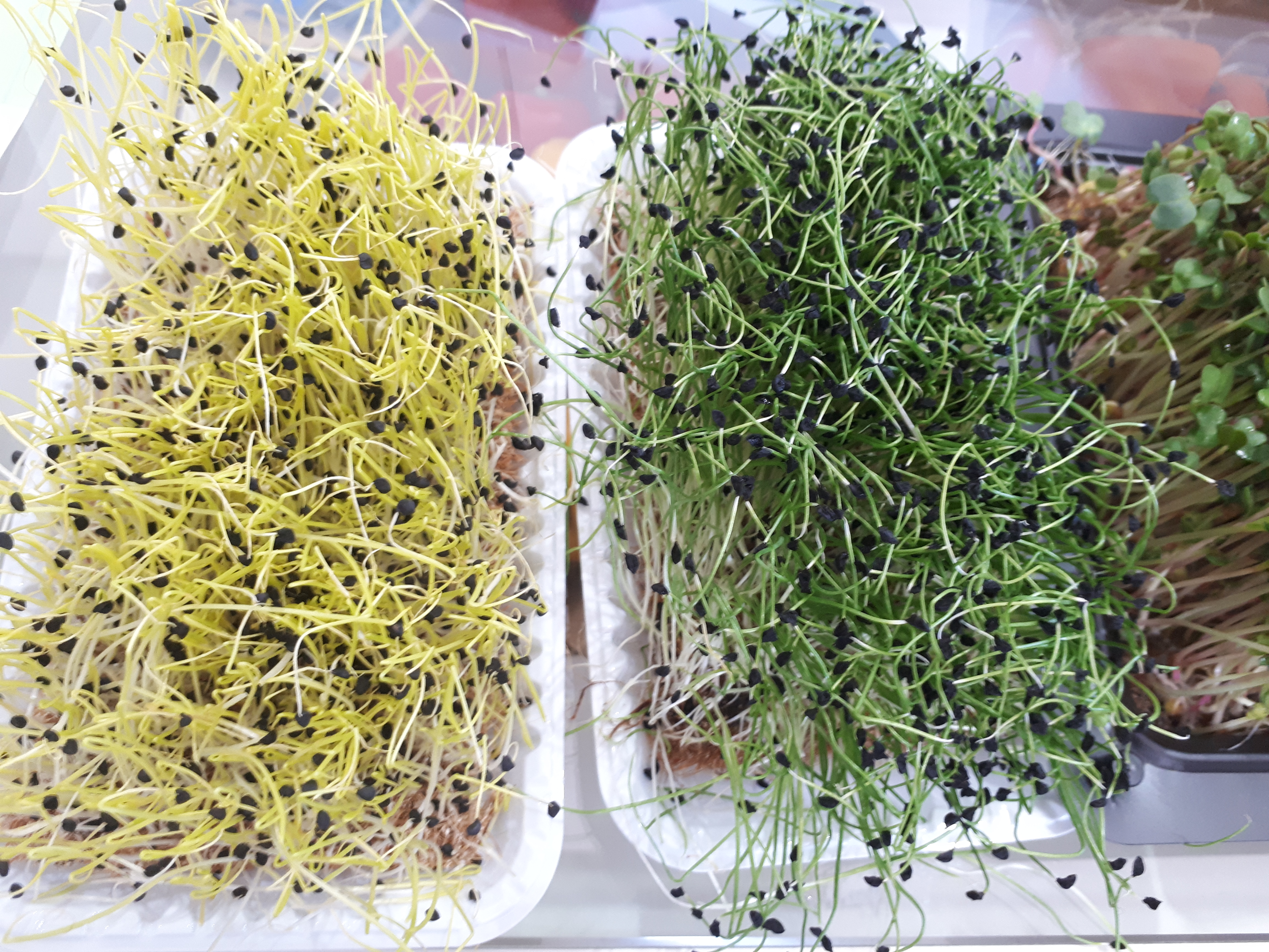 Escolhendo as sementes certas: um universo de sabores e cores - inspiração 1