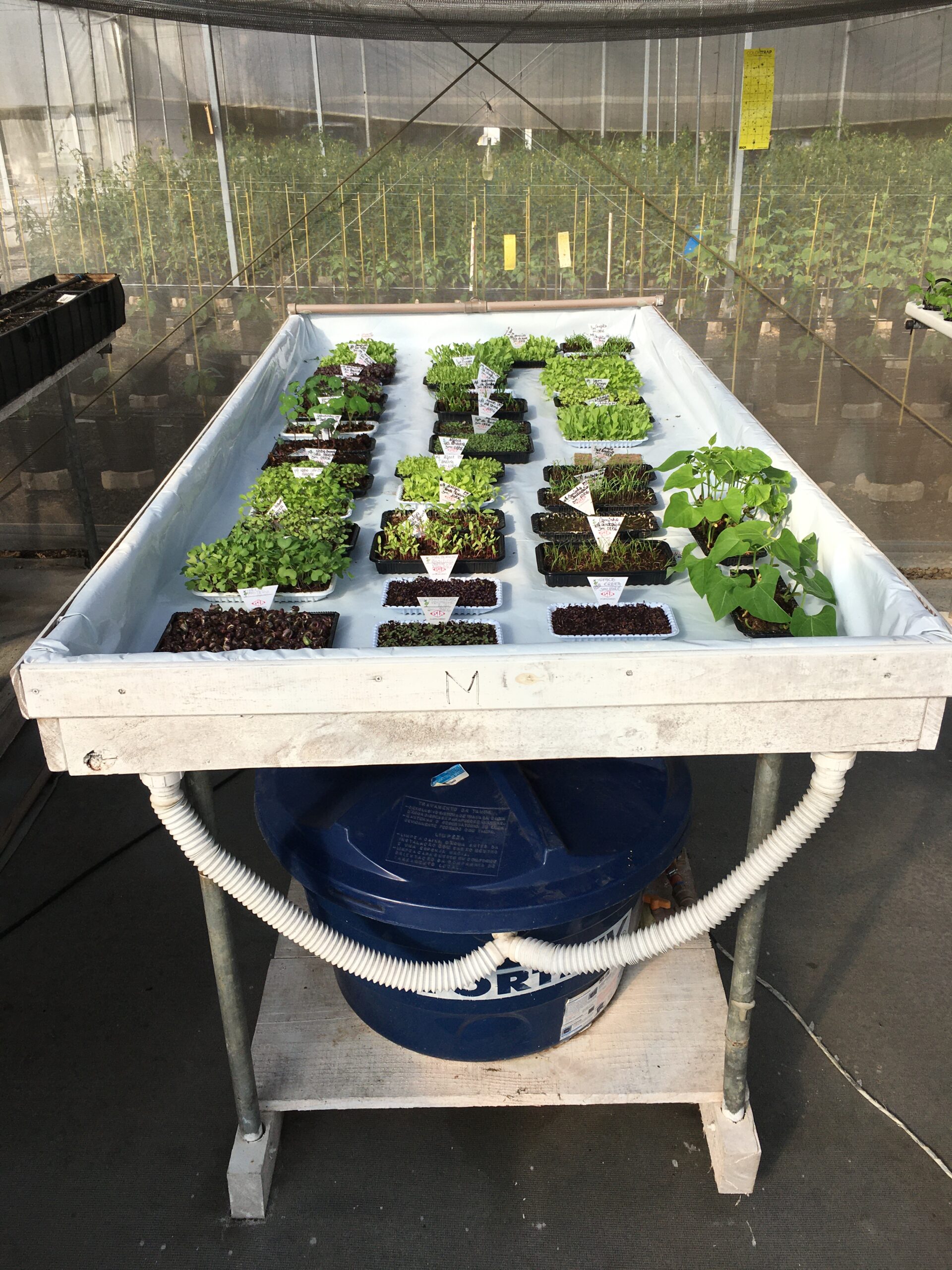 O passo a passo da semeadura: um ritual simples e recompensador - inspiração 2