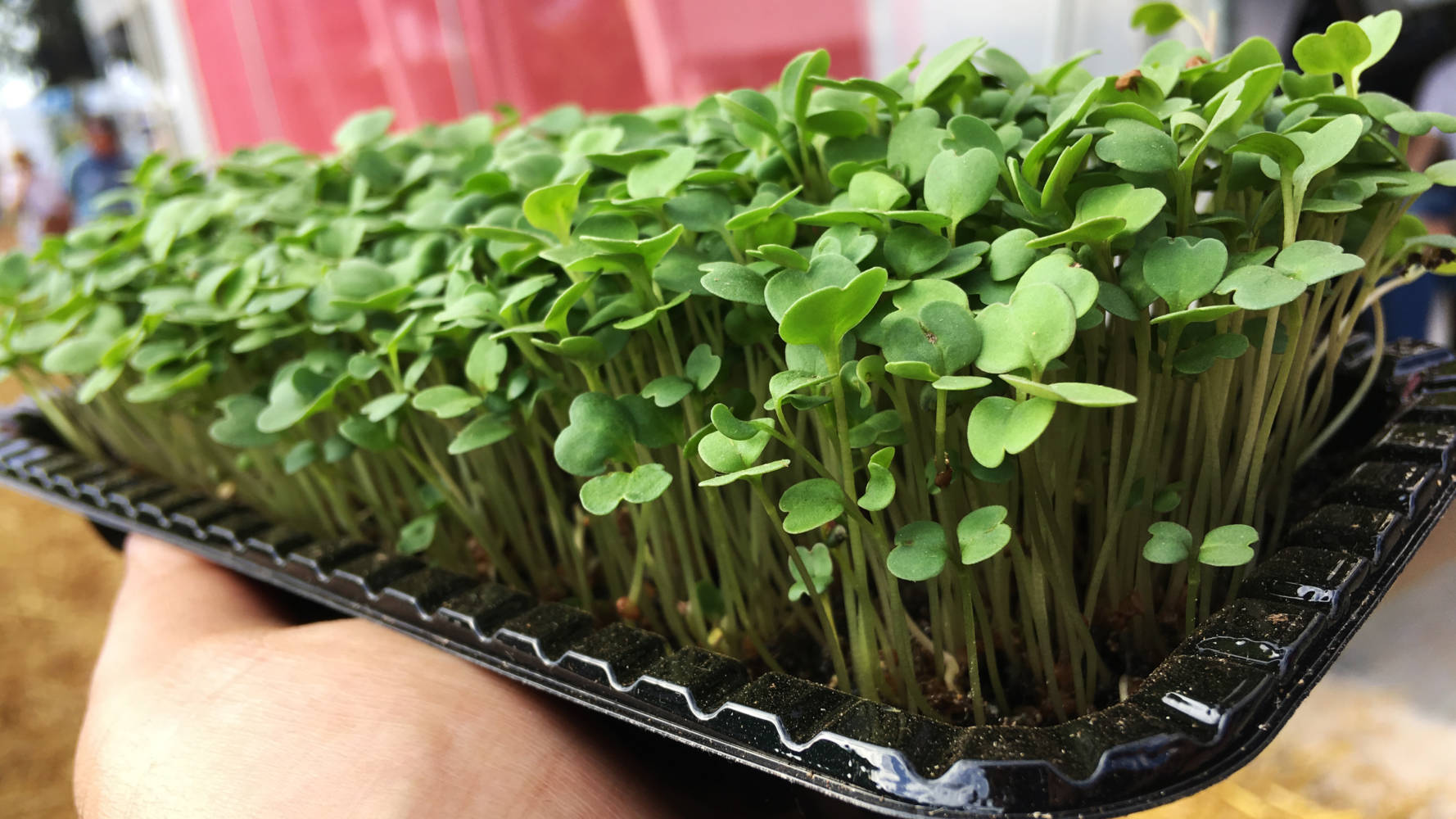 Ambiente ideal: luz, água e temperatura para um bom desenvolvimento - inspiração 2