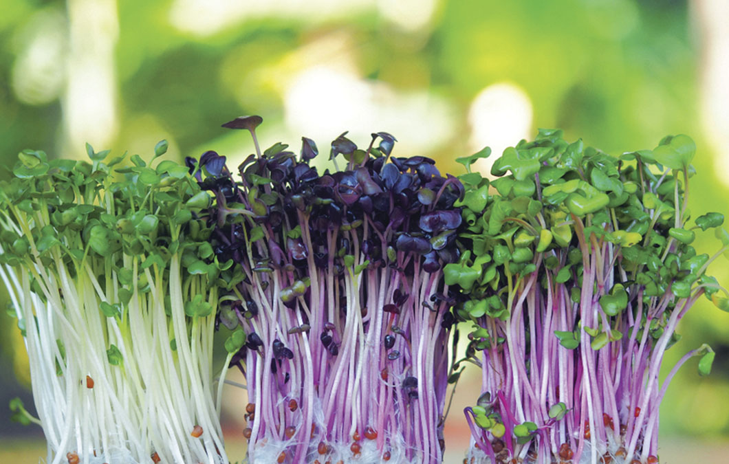 Cuidados essenciais: rega, ventilação e proteção contra pragas - inspiração 2