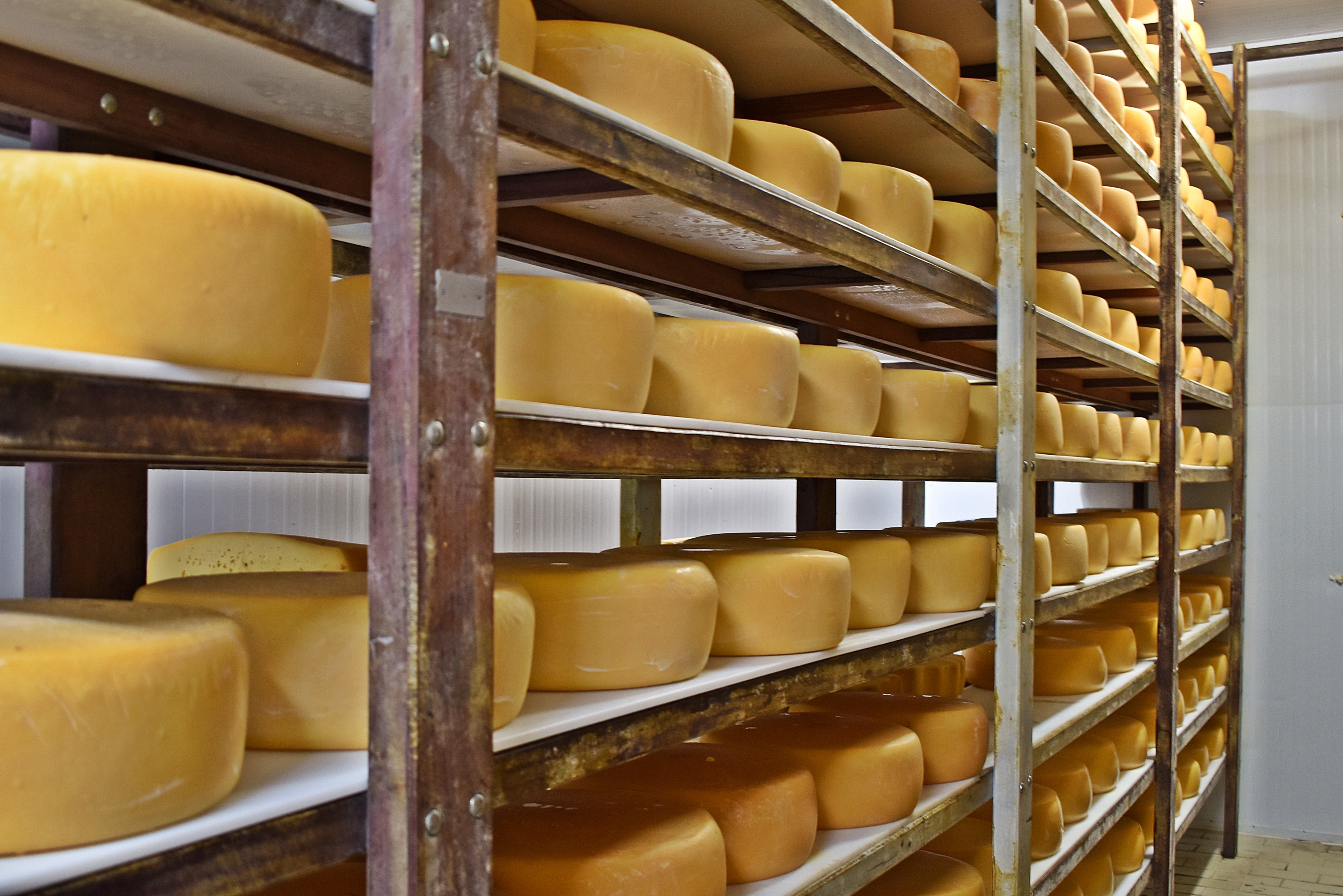 Fermentos e Coalhos: Os Segredos da Transformação - inspiração 2