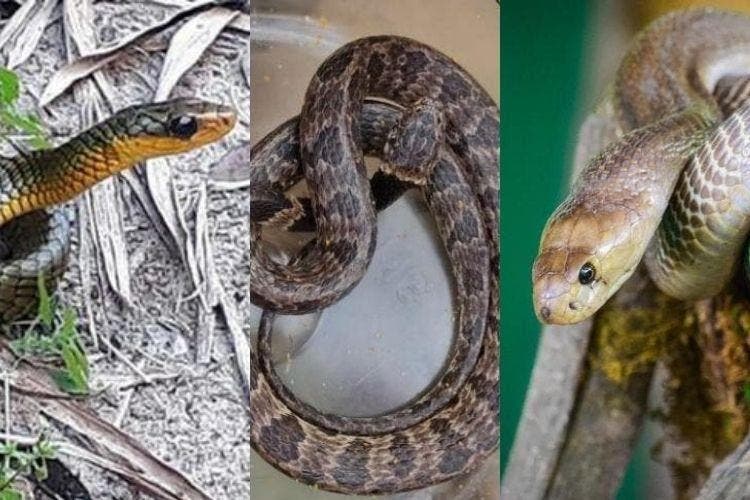 Serpente: O Nome Que os Cientistas Adoram (e Usam)