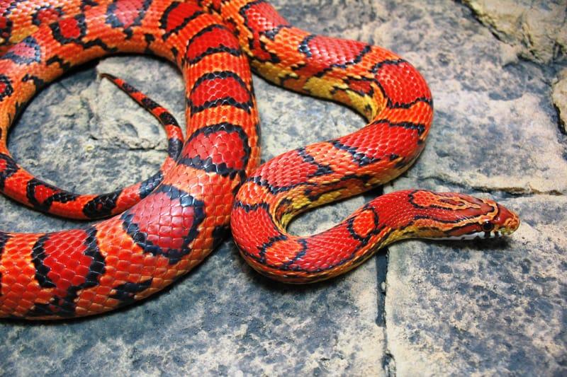 Por Que Essa Confusão Toda, Afinal?