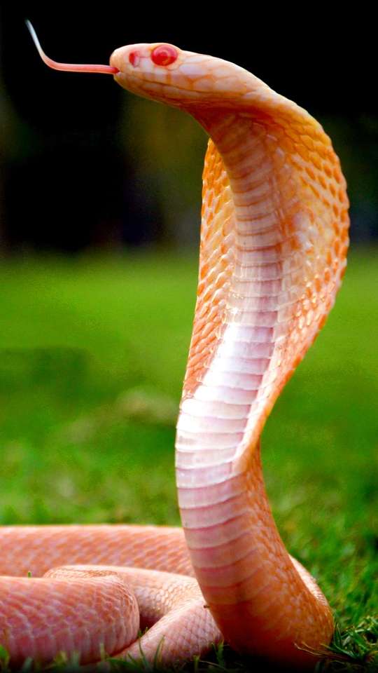 As Características de Uma Serpente (O Básico Pra Entender)