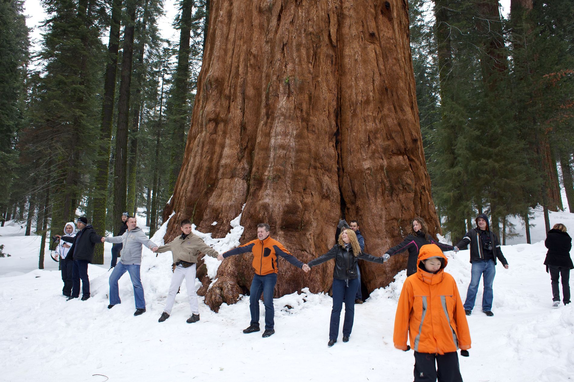 Exposição Solar Ideal: O Segredo da Fotossíntese Plena - inspiração 1