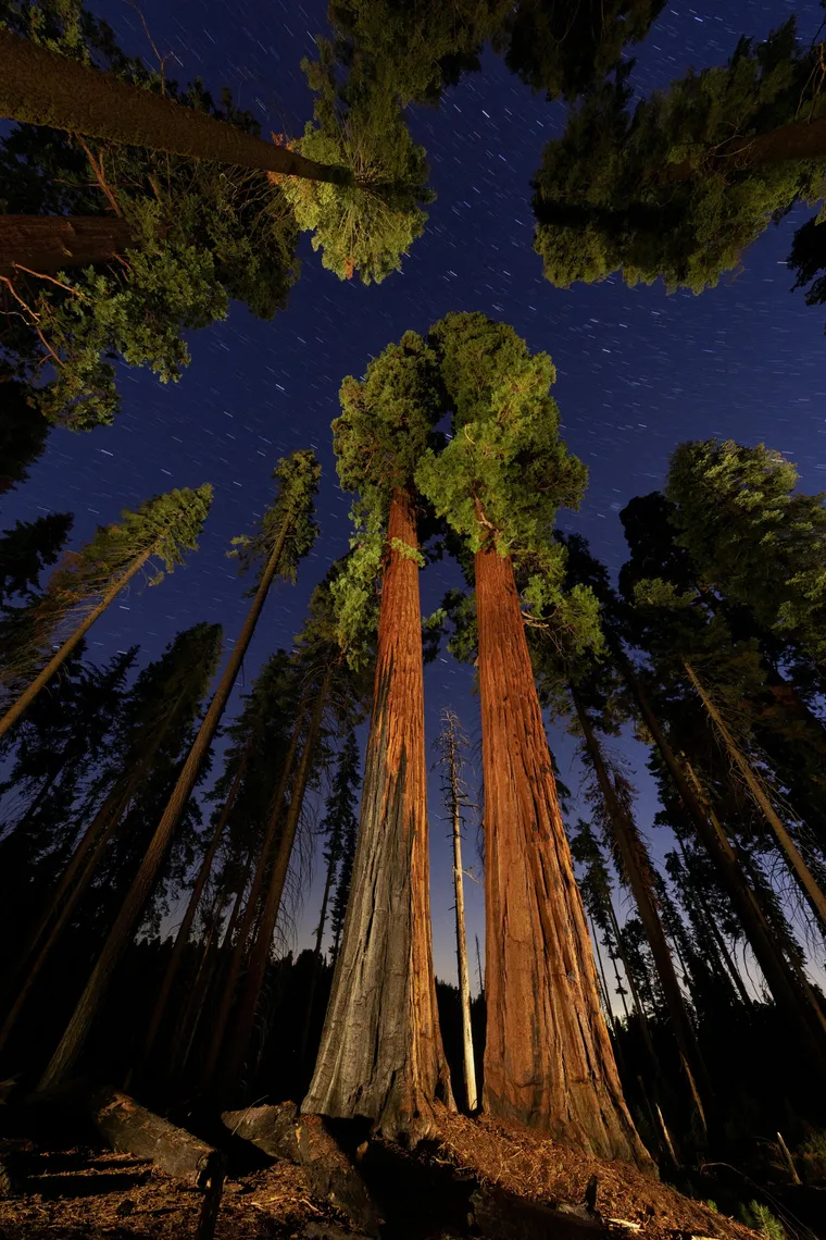 Irrigação Adequada: Garantindo a Hidratação na Medida Certa - inspiração 2