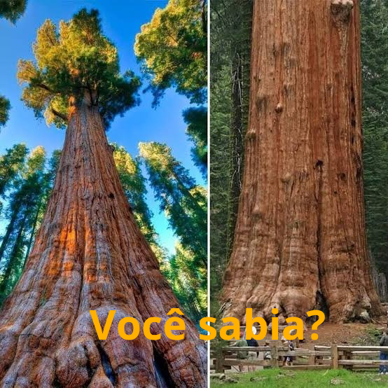 Poda Estratégica: Mantendo a Forma e a Saúde - inspiração 2