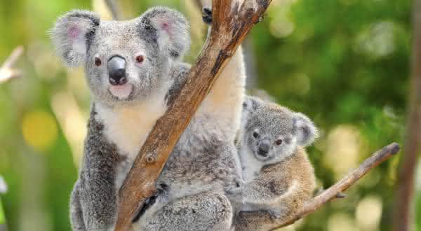 O Cão-do-Mar: Um Nadador Sem Pressa - inspiração 2