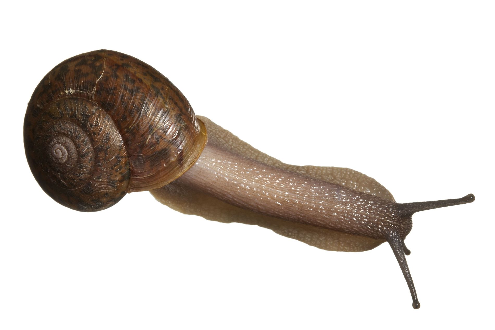 A Preguiça: O Ícone da Calmaria - inspiração 1