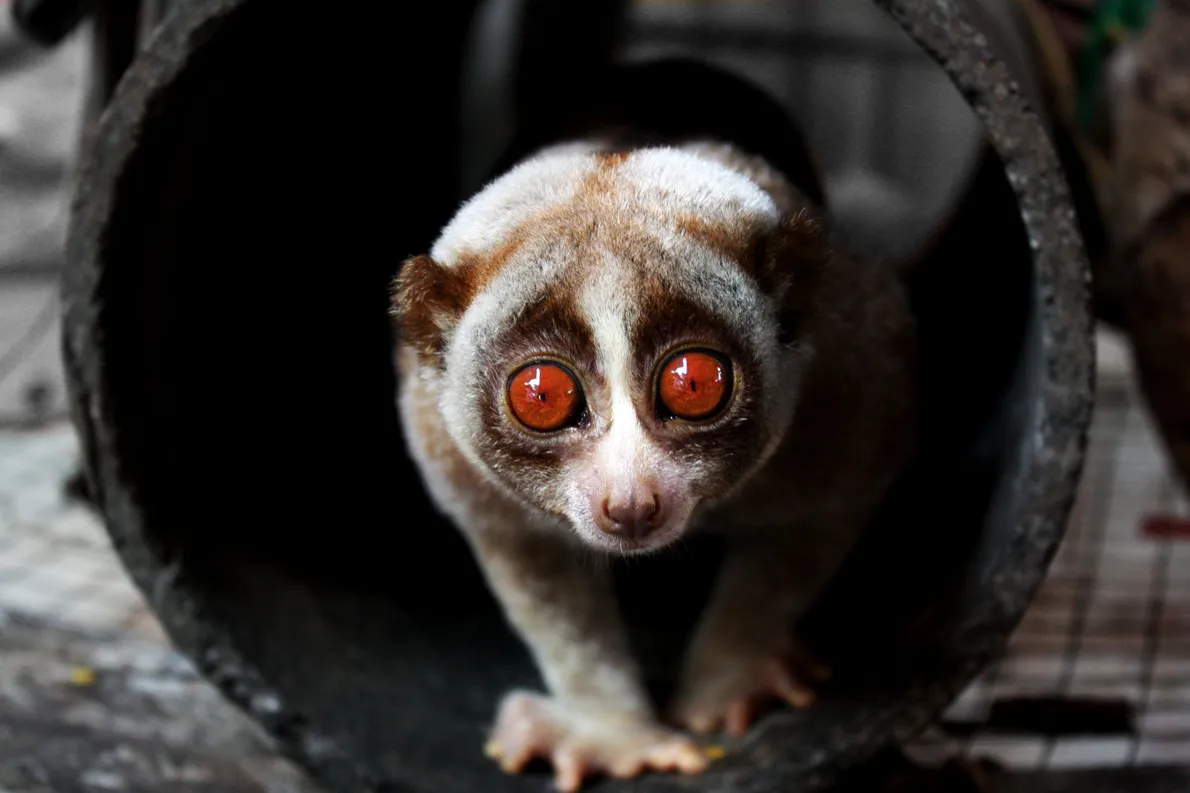 O Caracol: Desvendando o Ritmo Terrestre - inspiração 2