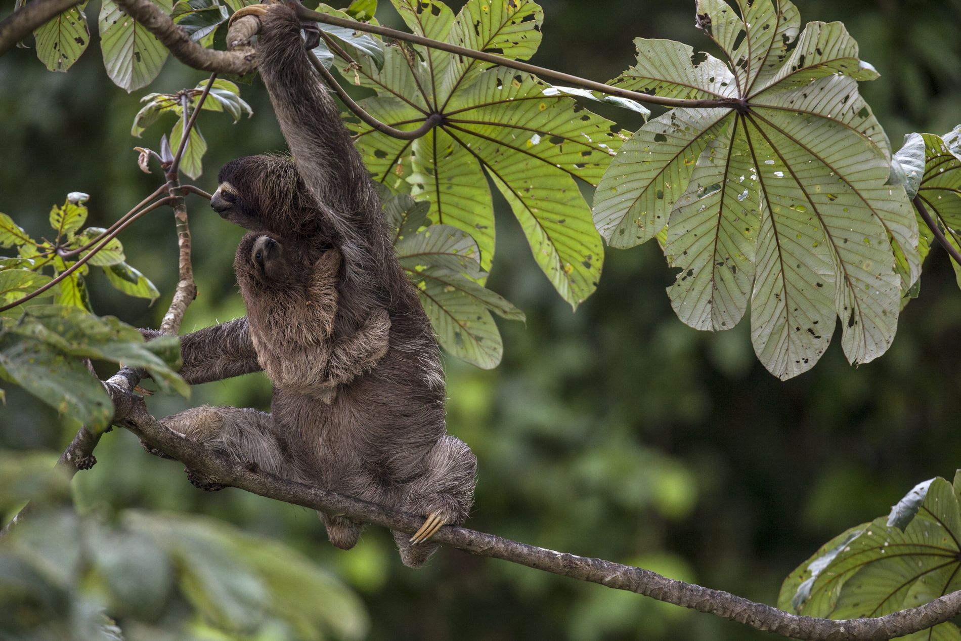 O Peixe-Boi: Gigante Gentil das Águas Doces e Salgadas - inspiração 1