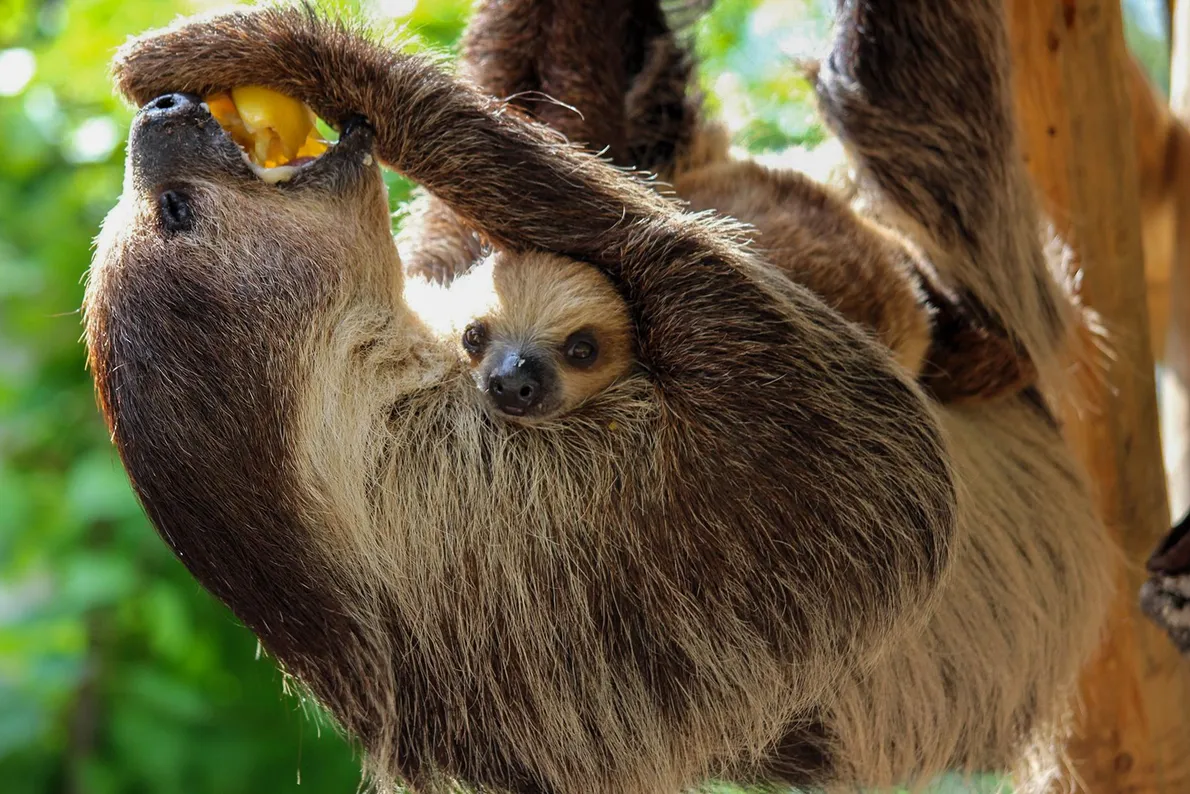 O Peixe-Boi: Gigante Gentil das Águas Doces e Salgadas - inspiração 2