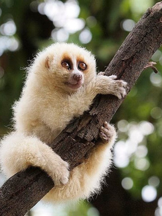 O Golfinho-sem-Dentes: Uma Exceção Lenta Entre Seus Parentes - inspiração 2