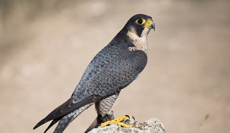 O Falcão-peregrino: Velocidade Aérea Inigualável - inspiração 1