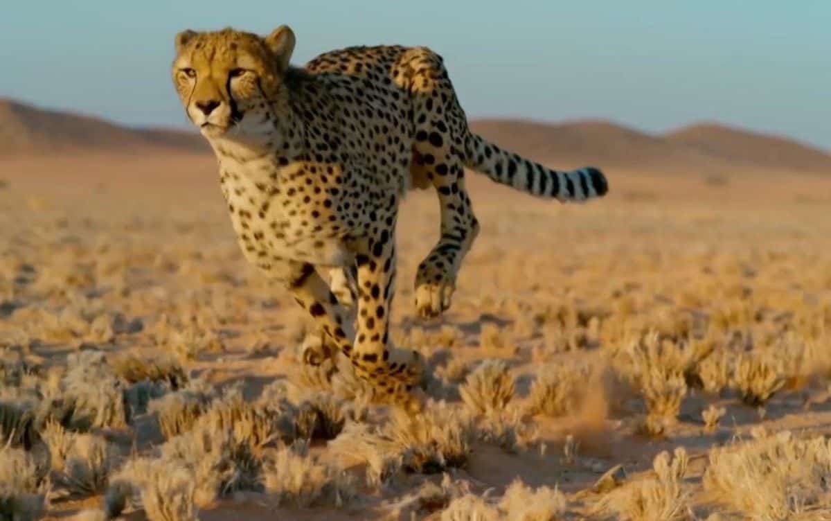 A Águia Dourada: Caçadora Veloz dos Céus - inspiração 2