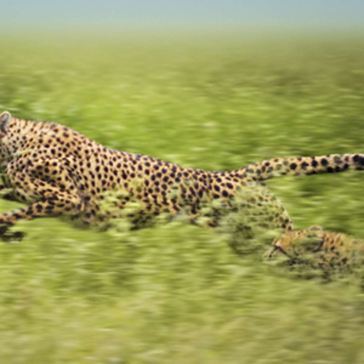 A Libélula: Ágil e Veloz no Voo - inspiração 2