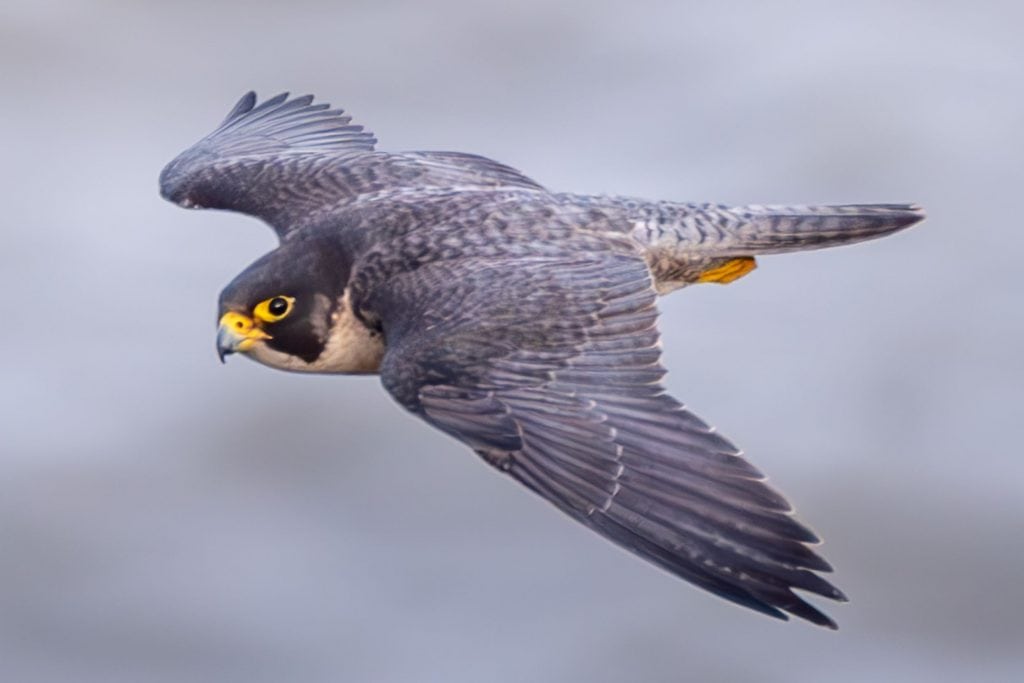 O Cavalo: Potência e Elegância em Movimento - inspiração 2