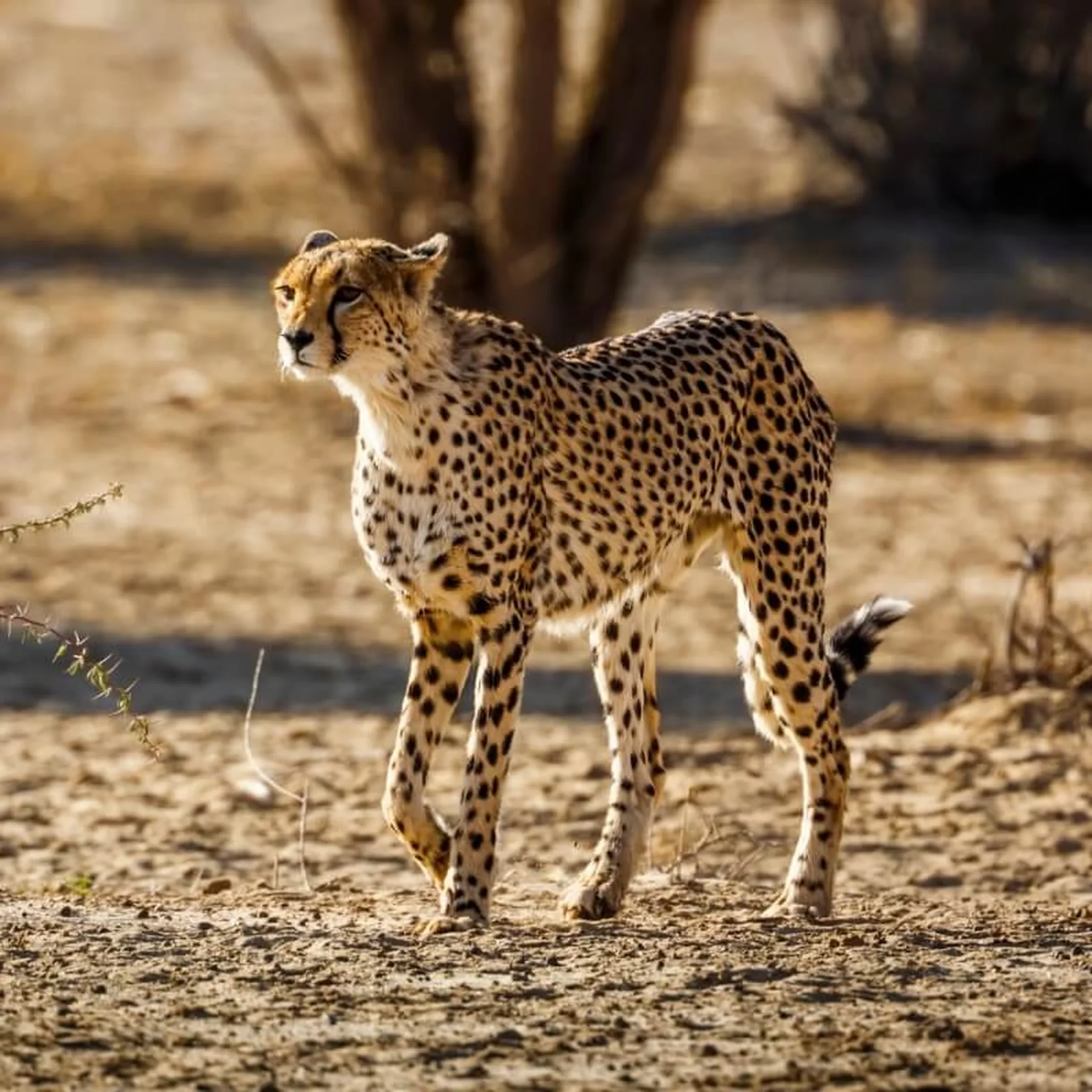 A Lebre: Surpreendendo na Corrida Curta - inspiração 1