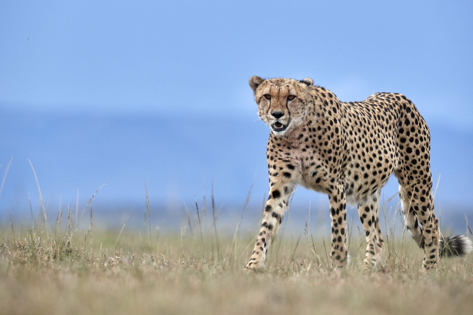 O Colibri: Pequeno Gigante da Agilidade - inspiração 2