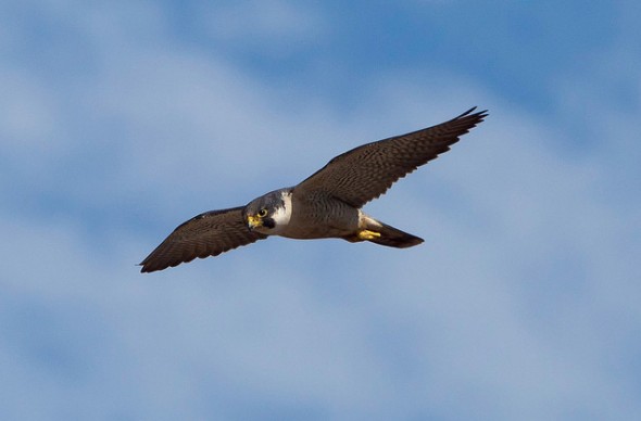 O Marlin Negro: Desafio nas Águas Profundas - inspiração 1