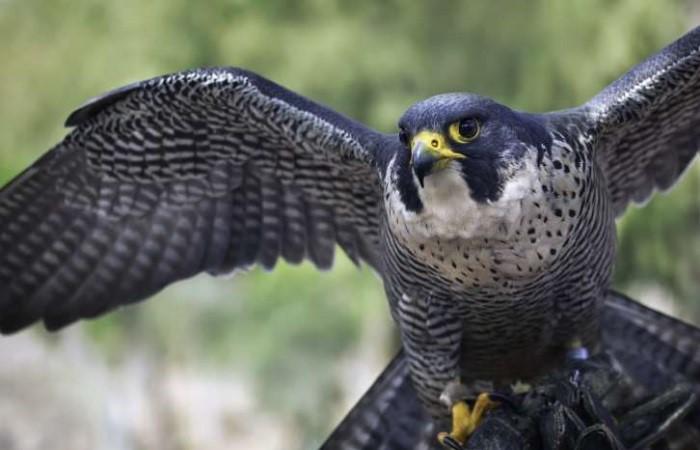 O Gnu: A Força da Migração Veloz - inspiração 2