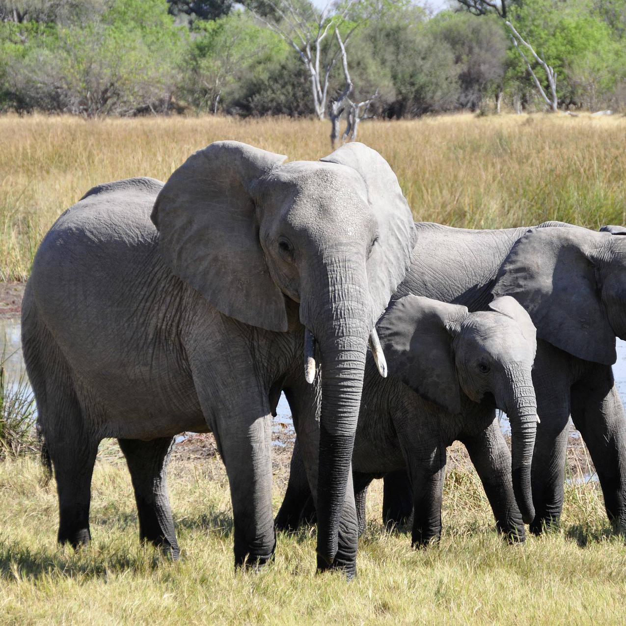Elefante Asiático: Uma Variação Menor, Mas Ainda Assim Massiva - inspiração 1