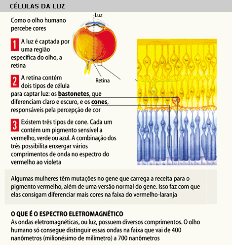 Visão em Cores em Diferentes Idades e Gêneros - inspiração 1