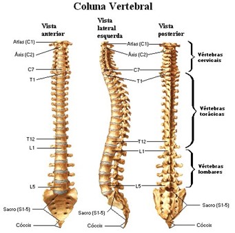 Quantas vértebras cervicais compõem o pescoço? - inspiração 1