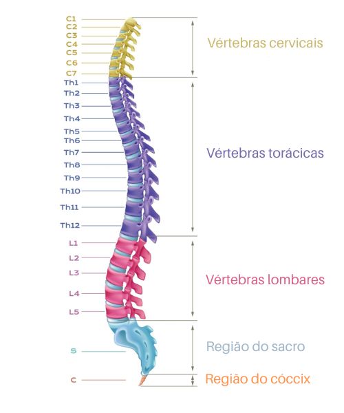Quantas vértebras cervicais compõem o pescoço? - inspiração 2