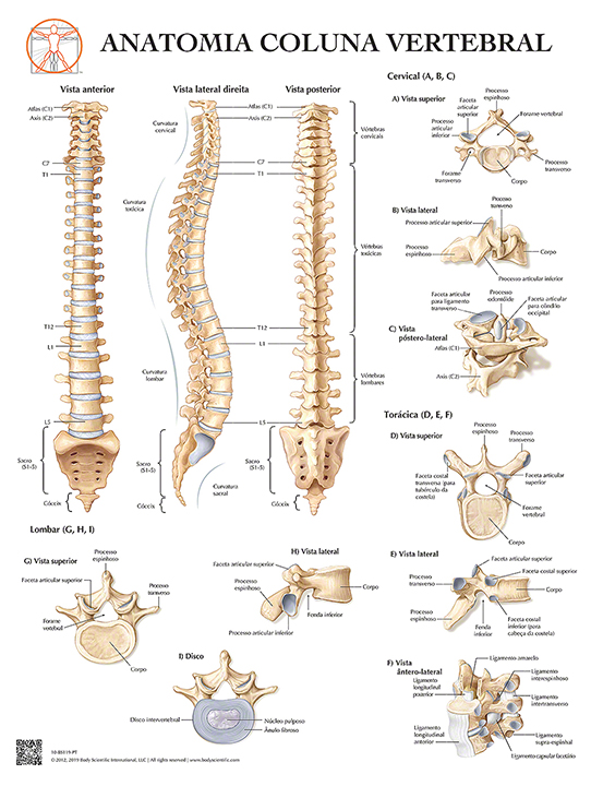 Mitos e verdades sobre a contagem de vértebras - inspiração 2
