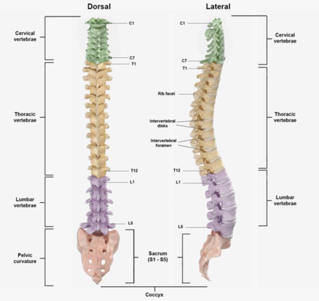 O segredo das vértebras torácicas: quantas são e qual sua função? - inspiração 2