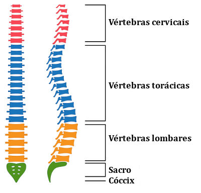 Total de vértebras na coluna adulta: o número que surpreende - inspiração 1