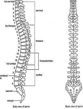 Vértebras e a saúde da sua postura: uma conexão direta - inspiração 2