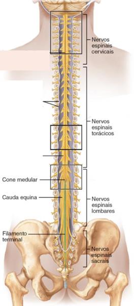 Como cuidar da sua coluna: dicas práticas para o dia a dia - inspiração 2
