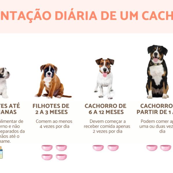 A Rotina Perfeita: Frequência das Refeições do Seu Pet