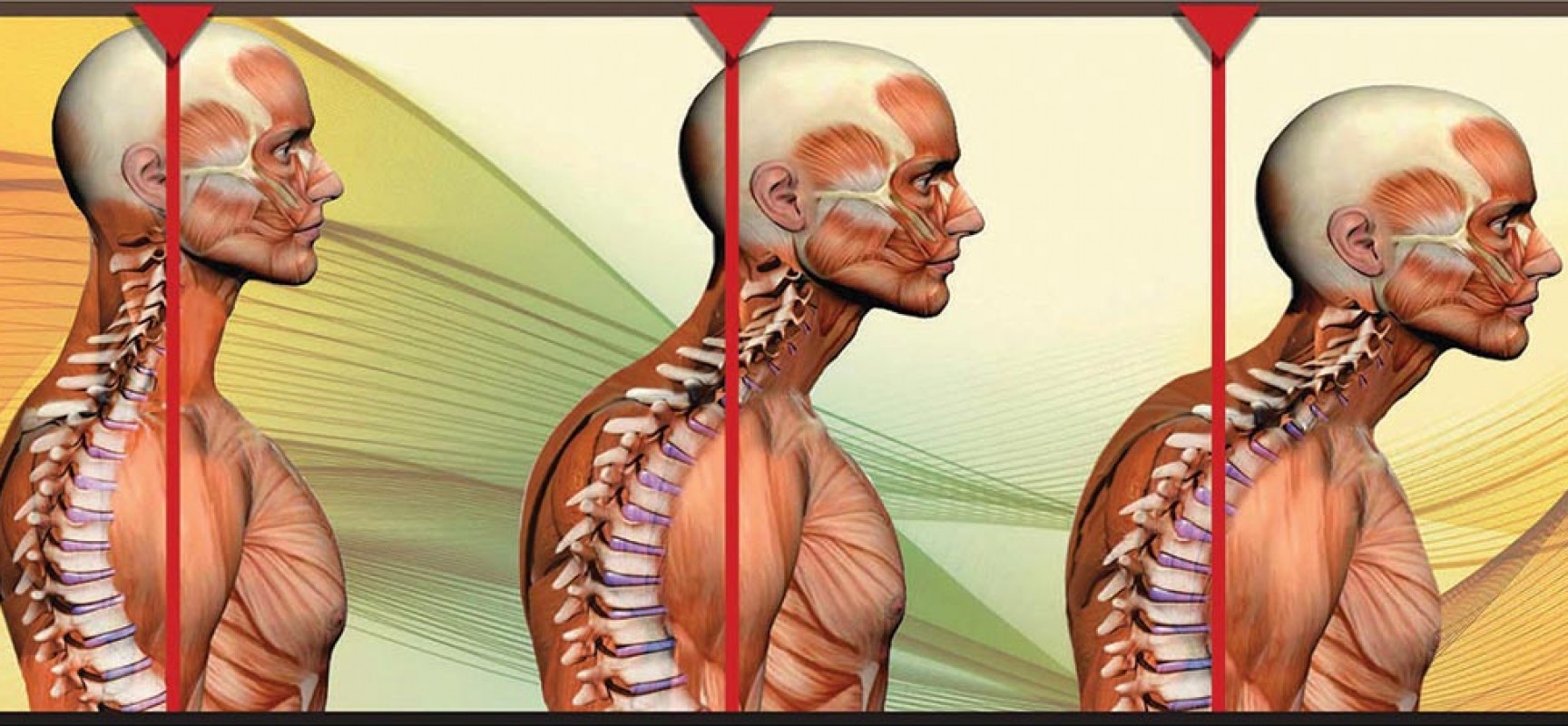 O Peso Real da Sua Cabeça: Um Fato Surpreendente