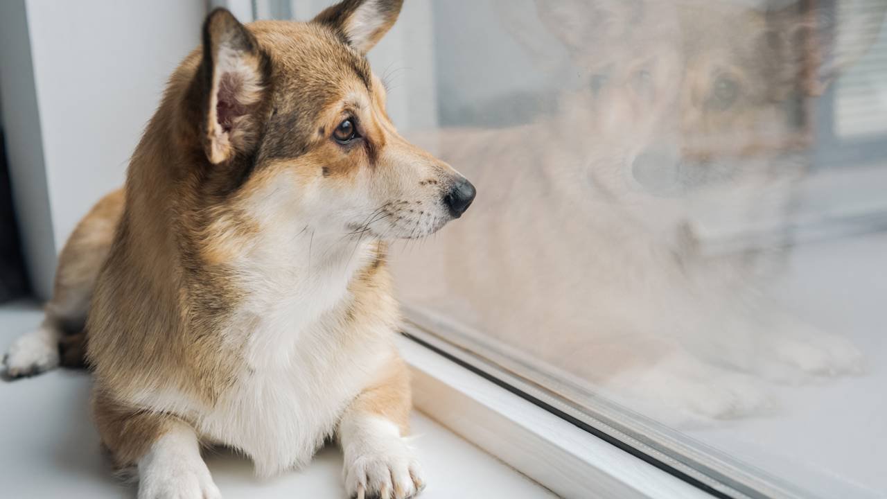 Fatores comportamentais: Personalidade e temperamento influenciam diretamente. - inspiração 2