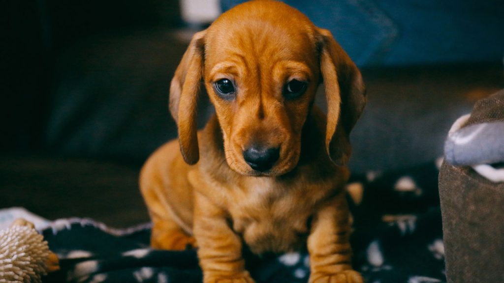 Estimulação mental: Brinquedos e atividades para ocupar a mente do seu peludo. - inspiração 1