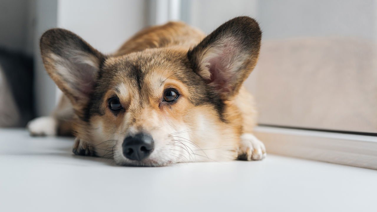 Treinamento gradual: Como acostumar seu cachorro a períodos mais longos. - inspiração 1