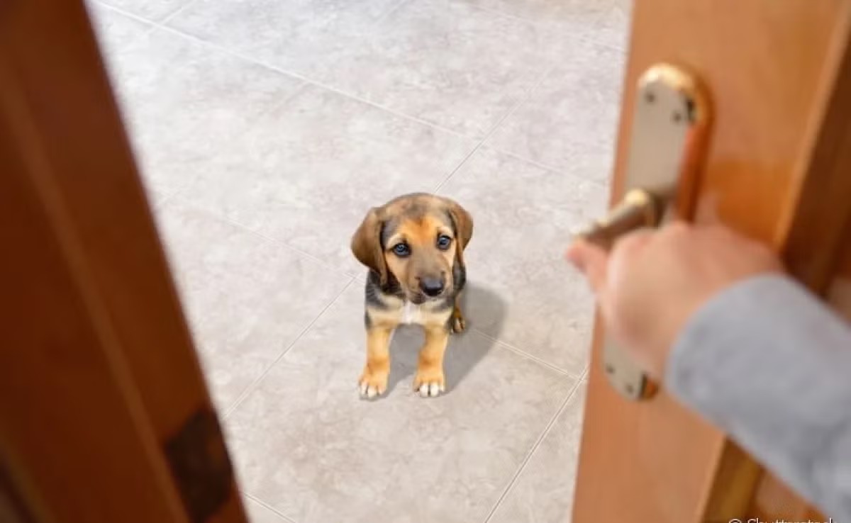 Alternativas e suporte: Babás de cães, creches e vizinhos de confiança. - inspiração 2