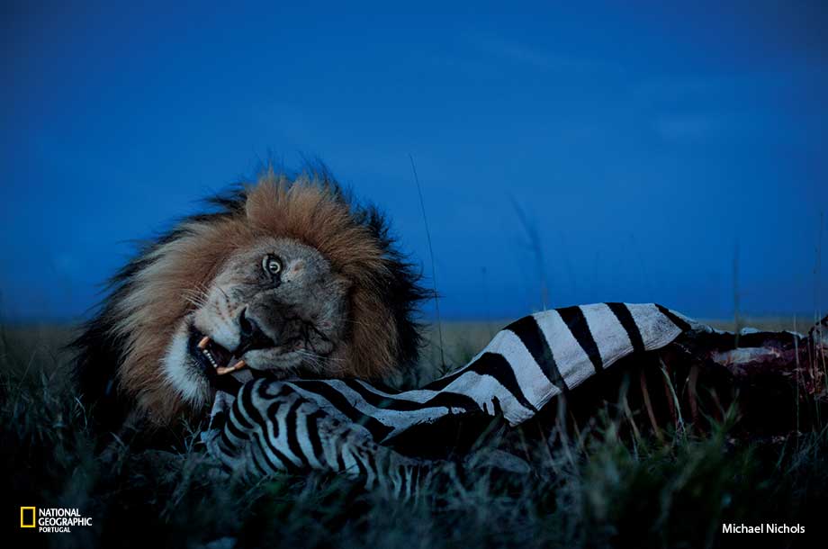 Fatores-Chave que Impactam a Vida de um Leão