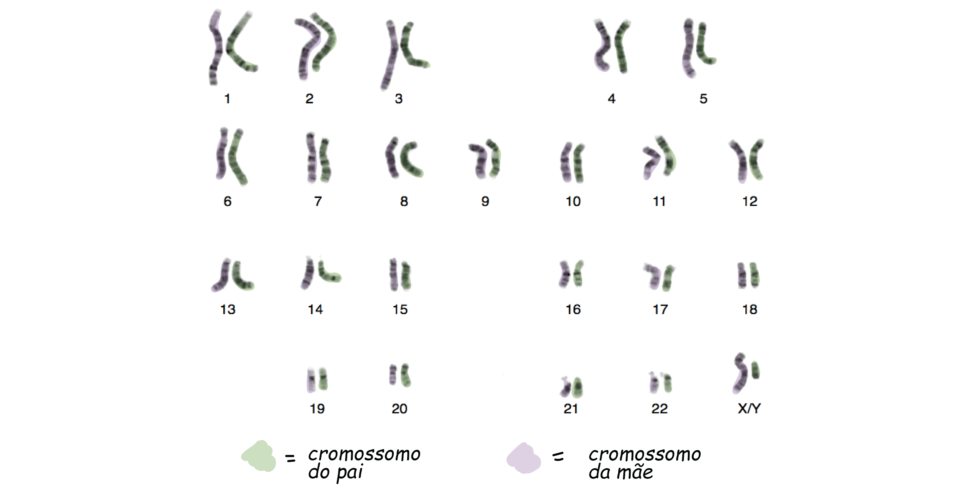 E os outros 22 pares? O que eles fazem? - inspiração 2