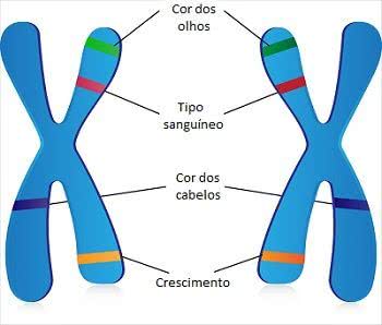 Como os cromossomos determinam nossas características? - inspiração 1