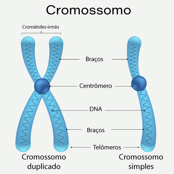 O que acontece quando há um número errado de cromossomos? - inspiração 1