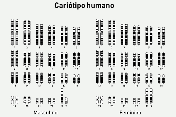 Mitos e verdades sobre a quantidade de cromossomos - inspiração 2