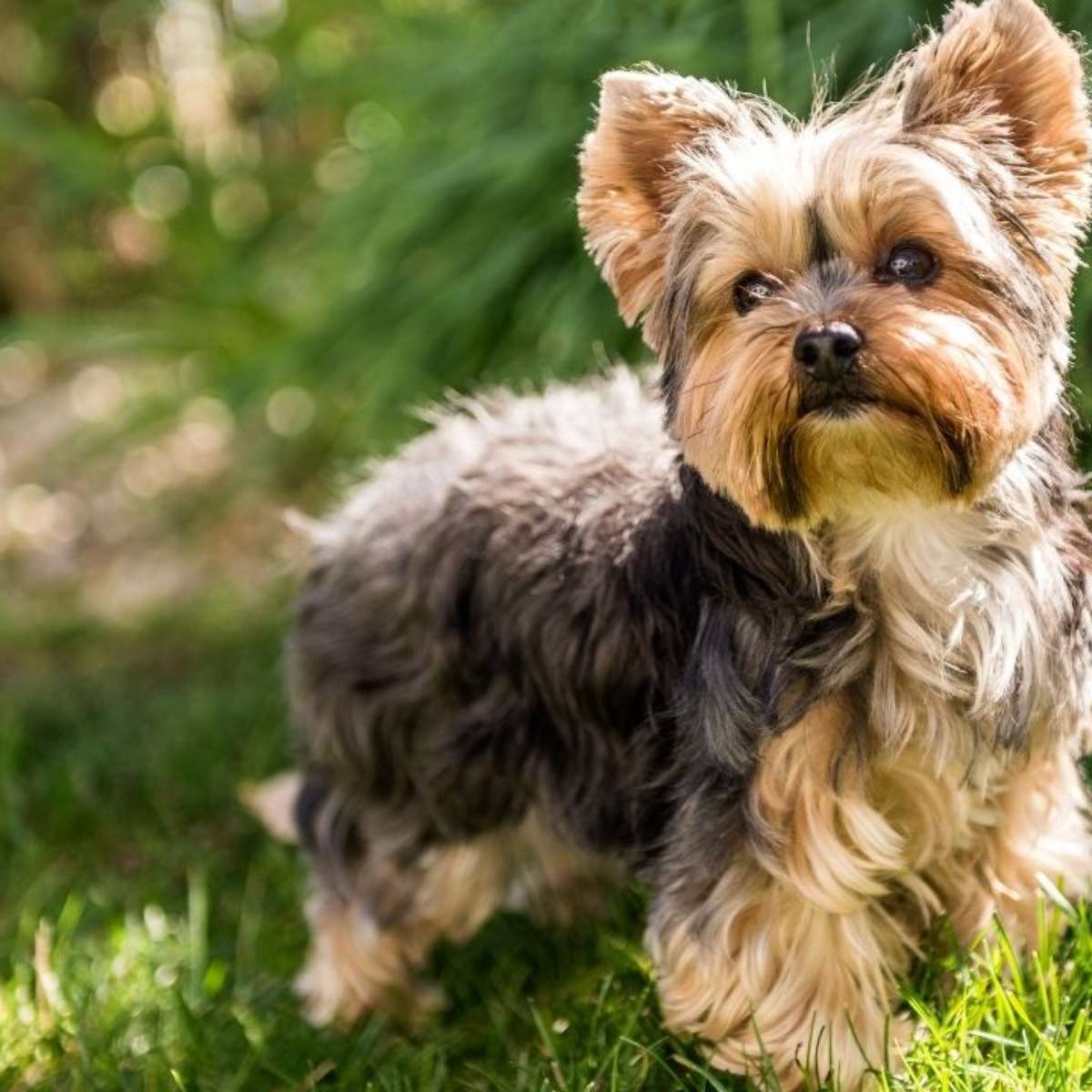 Pinscher Miniatura: Energia e Alerta em Tamanho Reduzido - inspiração 2