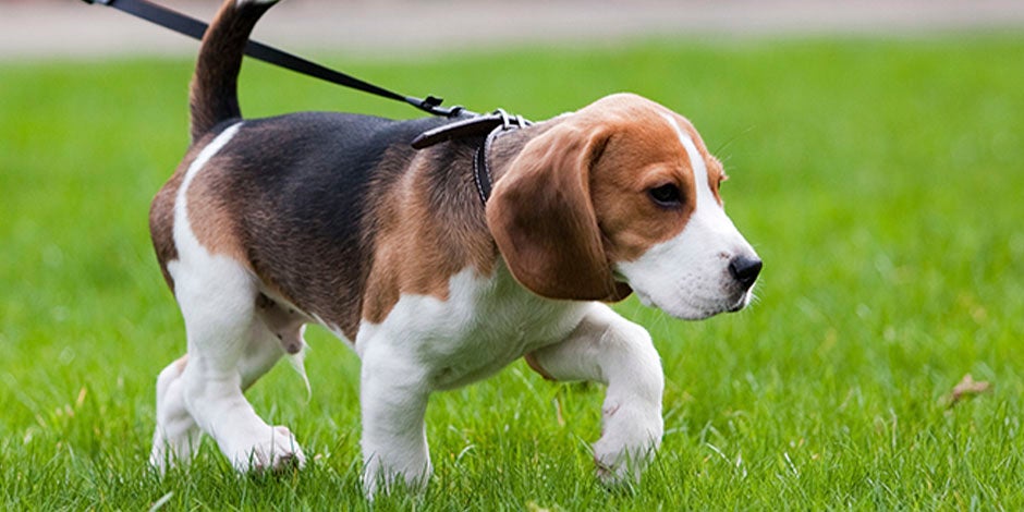 Pug: Diversão e Companhia com um Sorriso Característico - inspiração 1