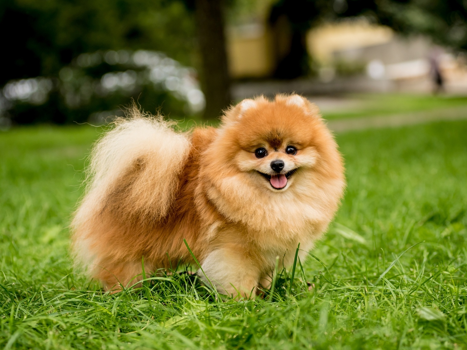 Pug: Diversão e Companhia com um Sorriso Característico - inspiração 2